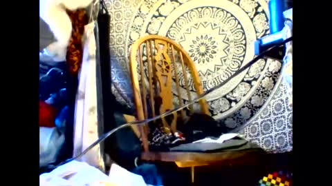 ambionce online show from 19, 5, 2026