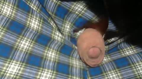 Snapshot of beer27 chatting on 2, 11, 2025 Reservoir Dogs online show from 2, 11, 2025