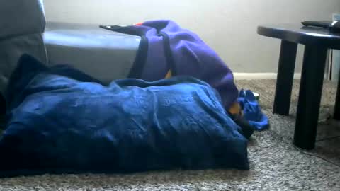 Snapshot of bigboybigbutt69 chatting on 25, 5, 2026 bigboybigbutt69 online show from 25, 5, 2026