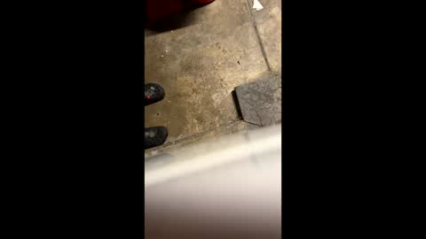 Little Tj online show from 25, 5, 2026