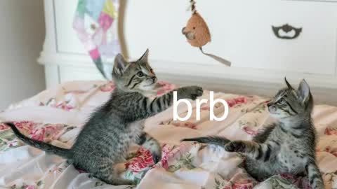 Kitty online show from 9, 6, 2026