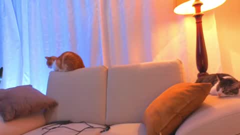 VIOLET  online show from 15, 6, 2026