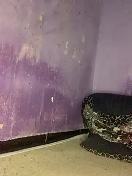 Sexy king4 online show from 8, 6, 2026