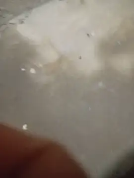 Greybt online show from 11, 6, 2026