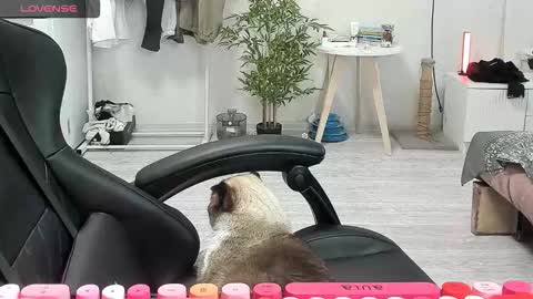 Snapshot of _feralberry__ chatting on 15, 12, 2025 Alis online show from 15, 12, 2025