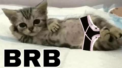 miko3 online show from 3, 2, 2026