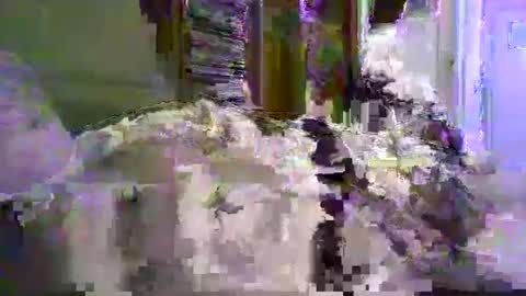 a203530 online show from 8, 1, 2026