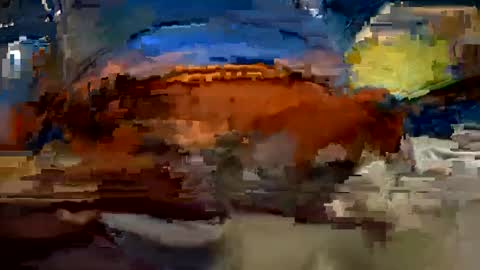 aj297914 online show from 1, 10, 2025