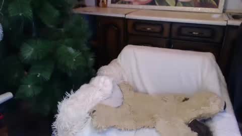 Luly online show from 15, 12, 2024