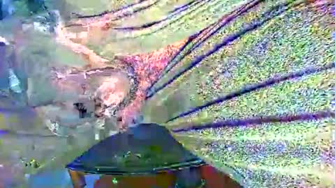 Alex online show from 27, 10, 2025