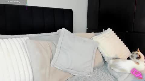 -  A M A R A - online show from 13, 2, 2025