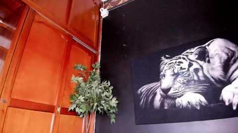 Anahi online show from 22, 2, 2025