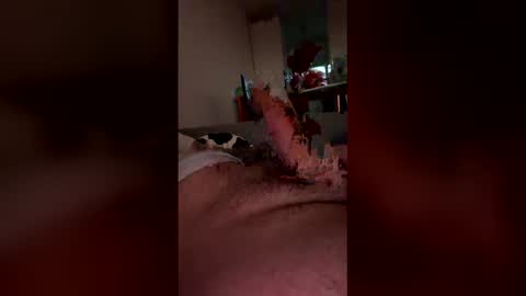 Snapshot of analpunisher2808 chatting on 9, 3, 2026 analpunisher2808 online show from 9, 3, 2026