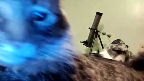 Snapshot of aphrodite60 chatting on 12, 1, 2025 Aphrodite60 online show from 12, 1, 2025