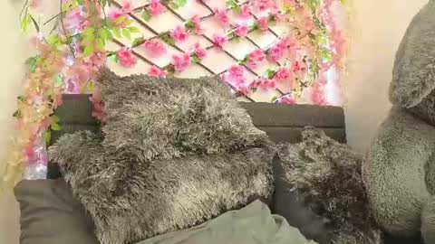 aria_silk online show from 28, 6, 2026