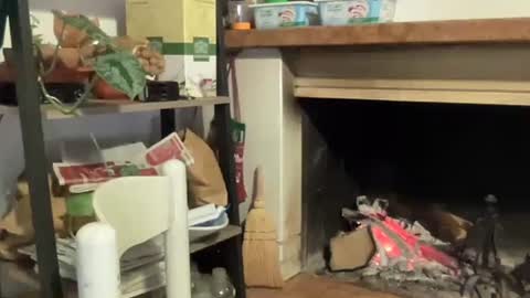 bach online show from 12, 12, 2024