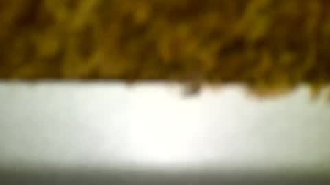 Carlos online show from 19, 12, 2024