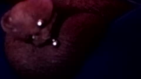 bcfalcon69 online show from 17, 5, 2026