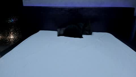 bella_dreamss online show from 22, 5, 2026