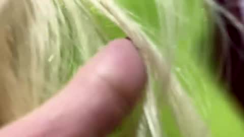 angela online show from 1, 1, 2025