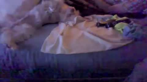 BB online show from 8, 2, 2026