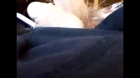 Snapshot of bjloversohard chatting on 4, 1, 2025 bjloversohard online show from 4, 1, 2025