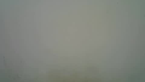 Black  brown online show from 7, 11, 2025