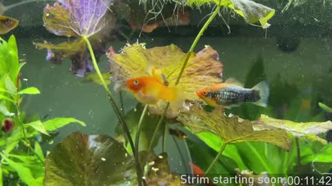 Booker Baxton online show from 2, 1, 2025