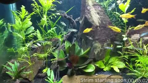 Booker Baxton online show from 5, 1, 2025