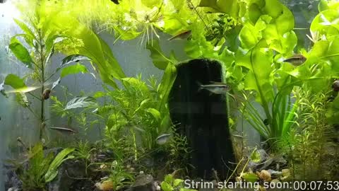 Booker Baxton online show from 8, 1, 2025