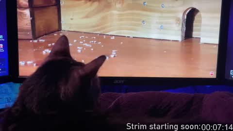 Booker Baxton online show from 13, 2, 2025