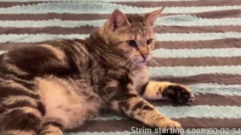 Booker Baxton online show from 22, 2, 2025