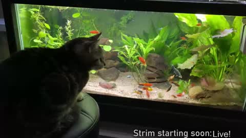 Booker Baxton online show from 27, 2, 2025