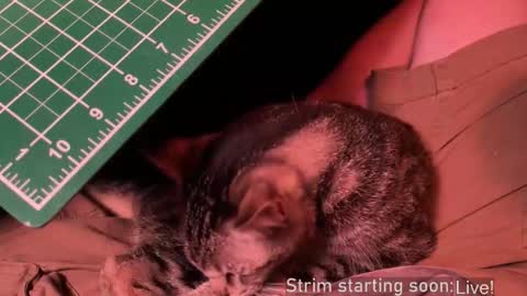 Booker Baxton online show from 20, 12, 2025