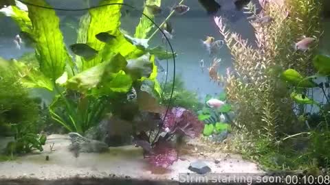 Booker Baxton online show from 17, 3, 2026