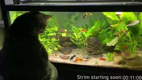 Booker Baxton online show from 19, 3, 2026