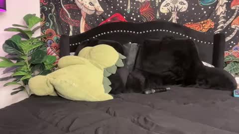 Puddin online show from 22, 9, 2025