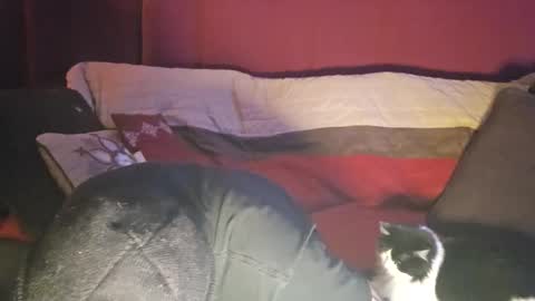 Snapshot of brownboyt chatting on 19, 12, 2025 brownboyt online show from 19, 12, 2025