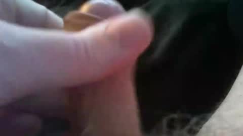 bullemoe online show from 4, 10, 2025