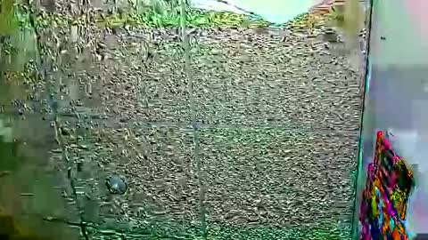 Snapshot of candy_cumy1 chatting on 12, 1, 2026 Dayan Camila online show from 12, 1, 2026