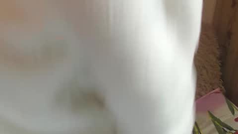 Snapshot of candylady13 chatting on 14, 12, 2024 say meow and send tips  online show from 14, 12, 2024