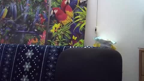 Cassandra online show from 5, 12, 2025