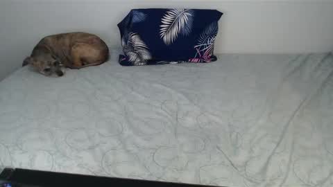 Viviana 3 online show from 10, 12, 2024