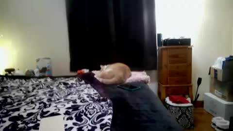 Snapshot of chinacove chatting on 31, 1, 2026 ChinaCove online show from 31, 1, 2026