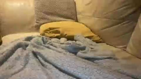 Cumfar online show from 18, 12, 2025