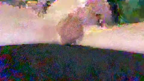 cwaddle online show from 10, 1, 2025