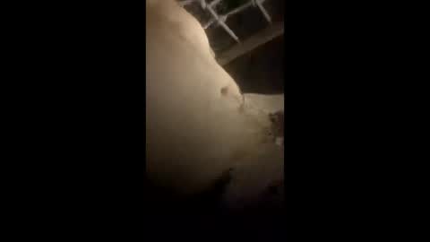 da_p44 online show from 22, 3, 2026