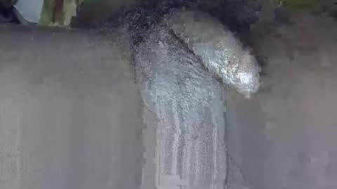 GIANT  Lamar  72 ft  tall  with a  10 inches  BBC   hard quick cumshot in private show lets go online show from 3, 6, 2026