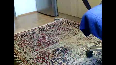 Dammerl online show from 5, 12, 2024