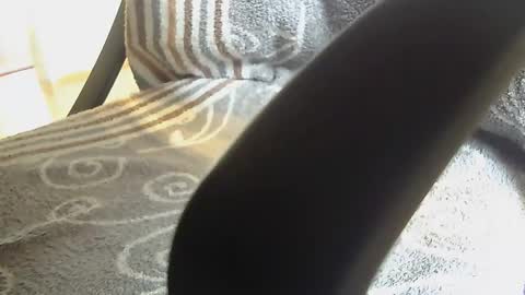 Dammerl online show from 28, 1, 2025